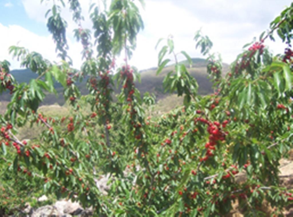 Las Calabazas Barrado ห้อง รูปภาพ